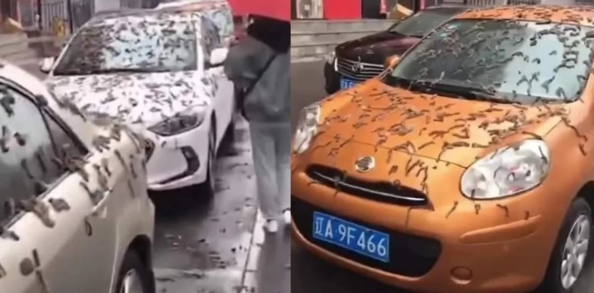 شوارع بكين تغزوها الديدان..وخبراء يكشفون اللغز