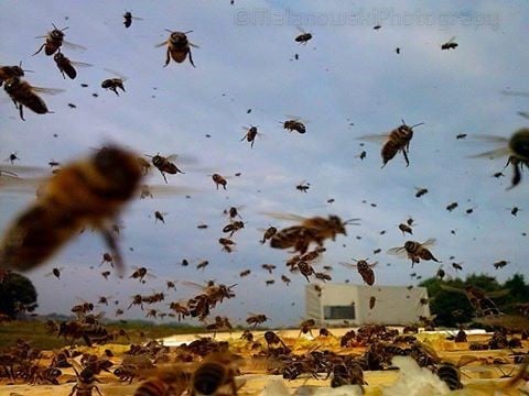 سوء حظ يؤدي إلى فاجعة.. قتلى بعد هجوم النحل