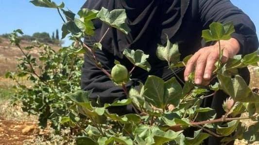 زراعاتٌ جديدة جنوباً
