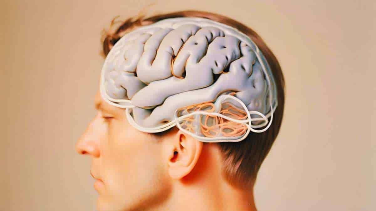 دراسة تكشف مفتاح تعزيز حجم الدماغ في مناطق الذاكرة والتعلم