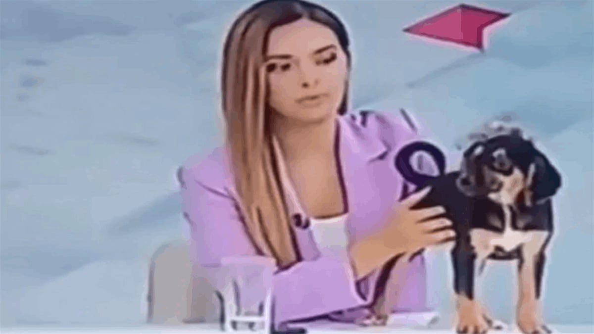 كلب يقاطع بثاً مباشراً ويتغوط على طاولة المذيعة أمام المشاهدين (فيديو)