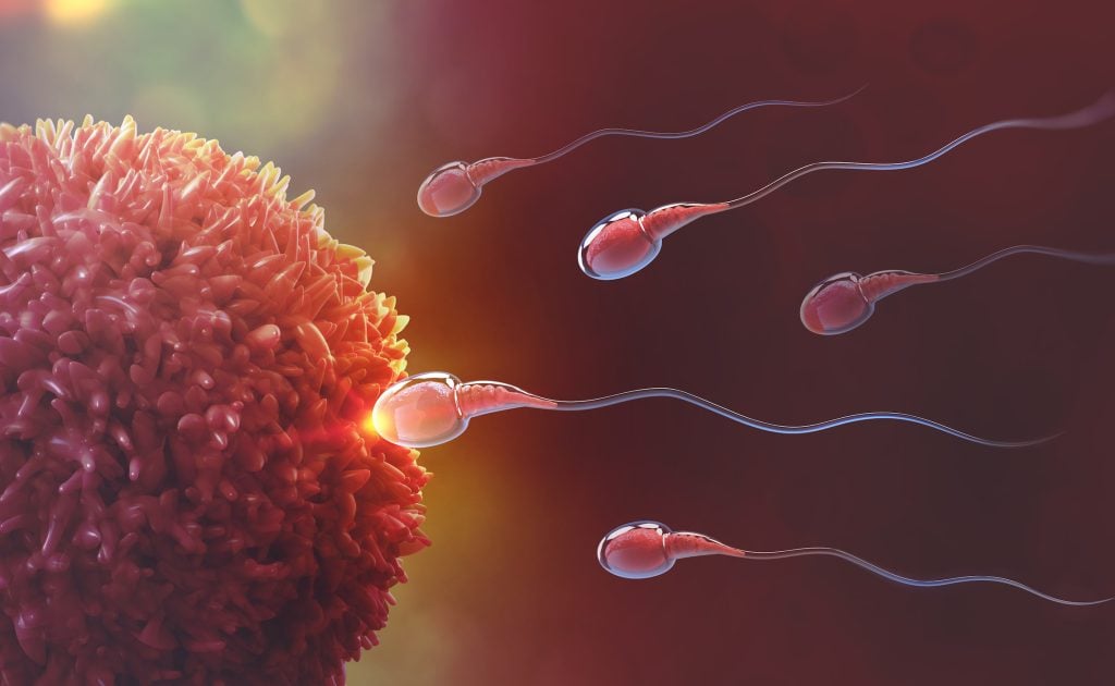 أول فيديو حي على الإطلاق لعملية التبويض!