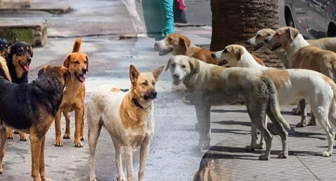 "الزراعة": إجراءات فورية لمعالجة ظاهرة الكلاب الشاردة