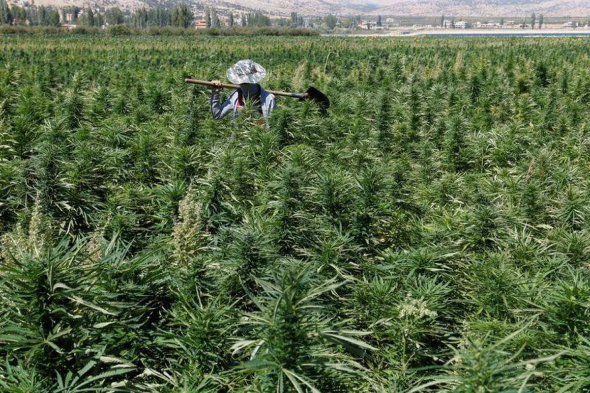 لجنة الزراعة توصي بإطلاق الهيئة الناظمة لزراعة القنب الهندي