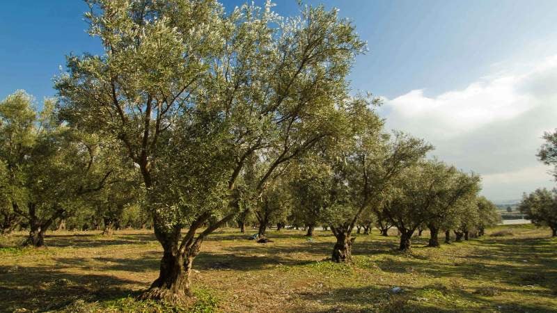 الحرارة فوق معدلاتها غداً الجمعة… إليكم تفاصيل الطقس