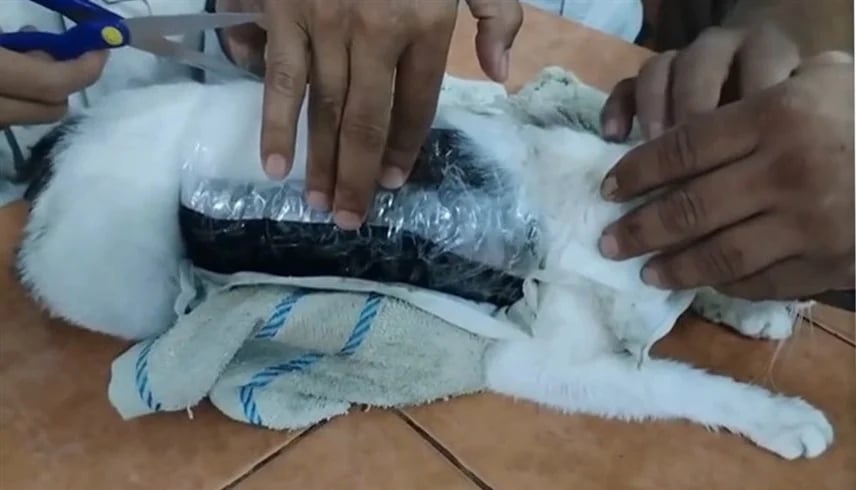 عملية تهريب غير متوقعة.. ضبط قطة تنقل المخدرات إلى داخل السجن! (فيديو)