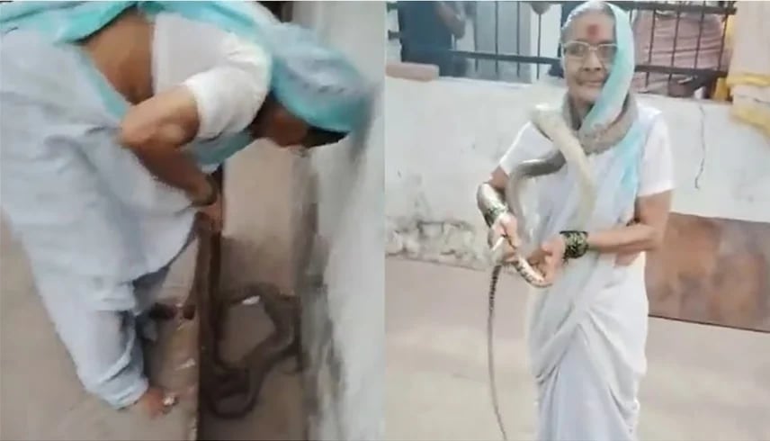 فيديو.. سبعينية تداعب ثعباناً بمهارة