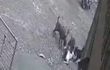 بالفيديو.. كلاب شاردة تهاجم طفلًا بوحشية