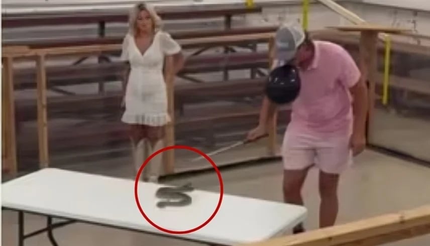 رجل يستفز أفعى سامة ببالون في فمه لكشف نوع الجنين.. فيديو يثير صدمة واسعة