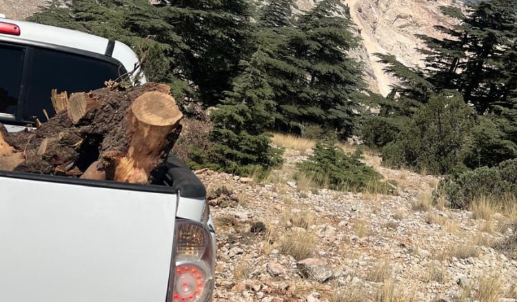 فريق وزارة الزراعة يضبط جذوع أرز ولزاب مقطوعة في جرد الهرمل ويصادر حمولة "بيك أب"