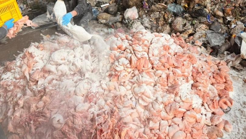 توقيف 10 أشخاص وضبط 3 أطنان دجاج فاسد في البقاع (فيديو)