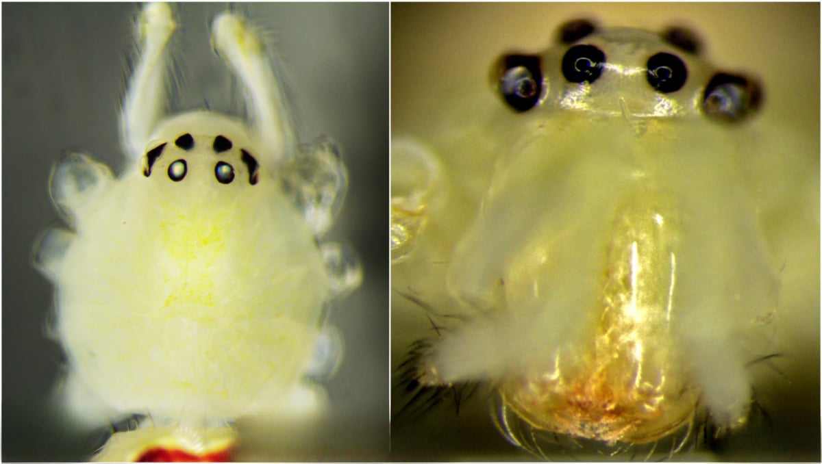 Scientists Discover New Happy Face Spider Species in Himalayas