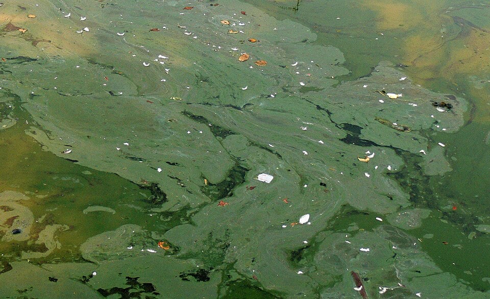 Scientists Find Blue-Green Algae Toxins Spread Through Air Beyond Water