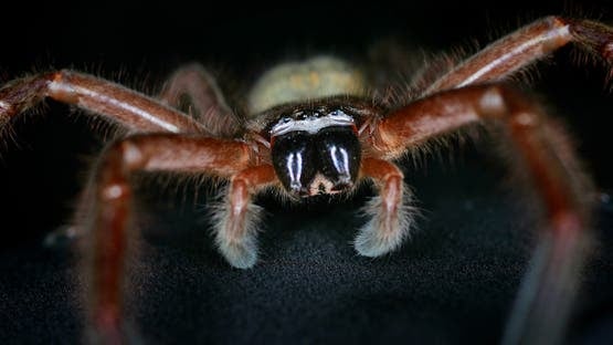 Huntsman Spider Identified as Fastest Spider in the World