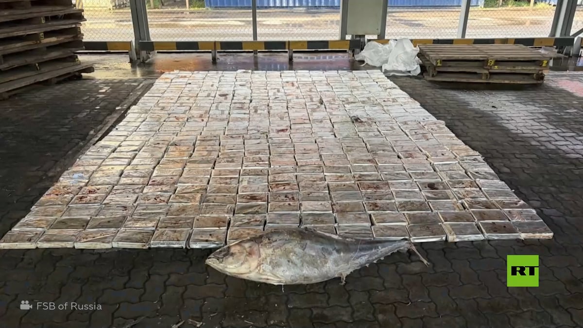 Incautan 500 kg de cocaína oculta en atún congelado desde Ecuador a Rusia