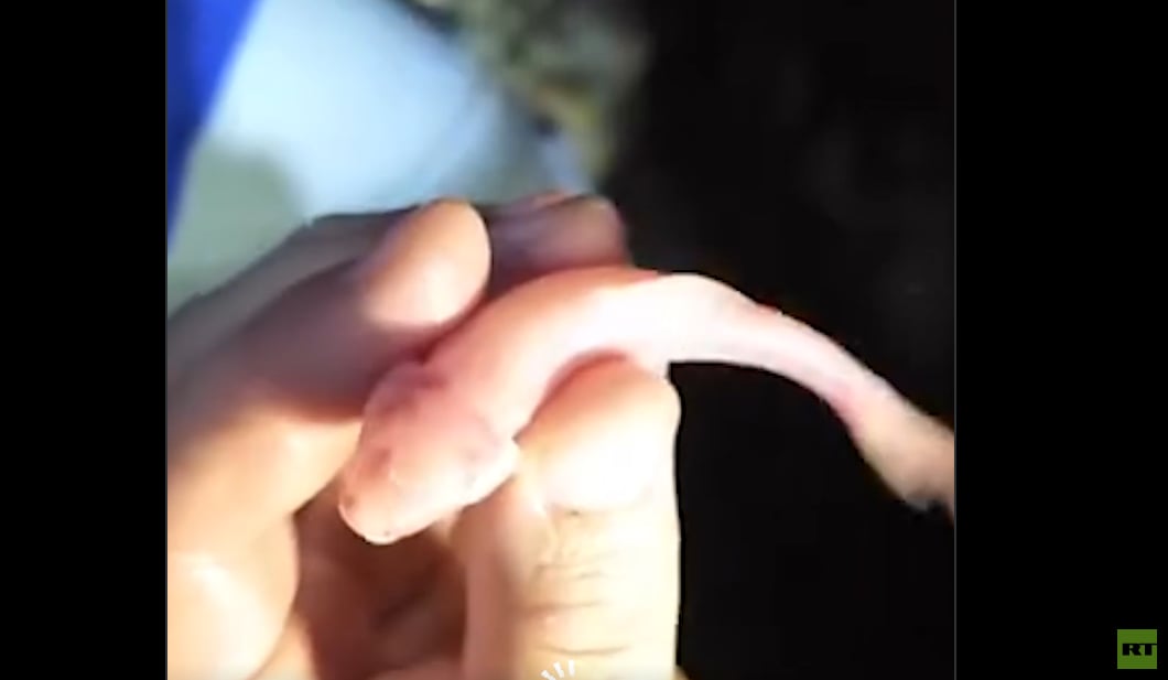 Découverte d’un système karstique souterrain avec des poissons aveugles à Haditha