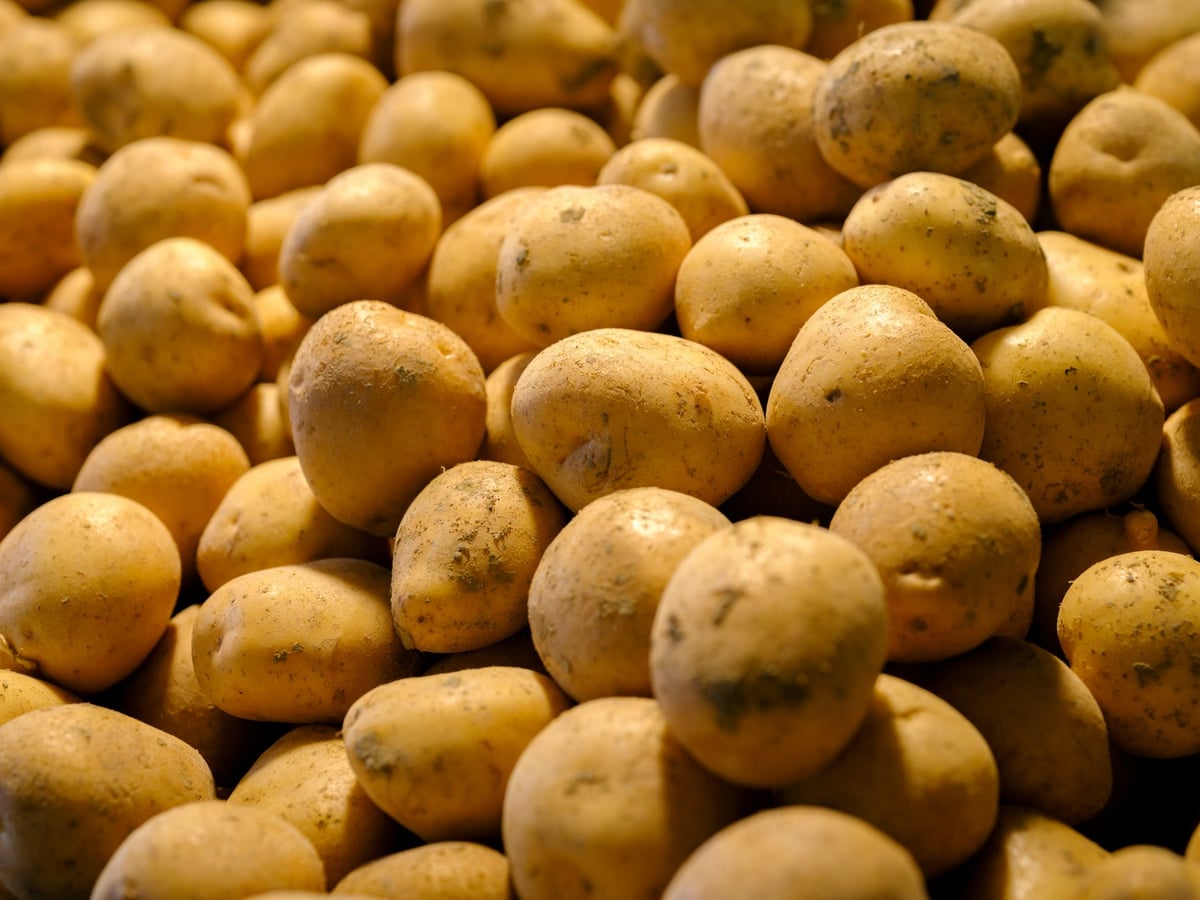 AI Sorting Machine Detects 7 Potato Defects at 95% Accuracy
