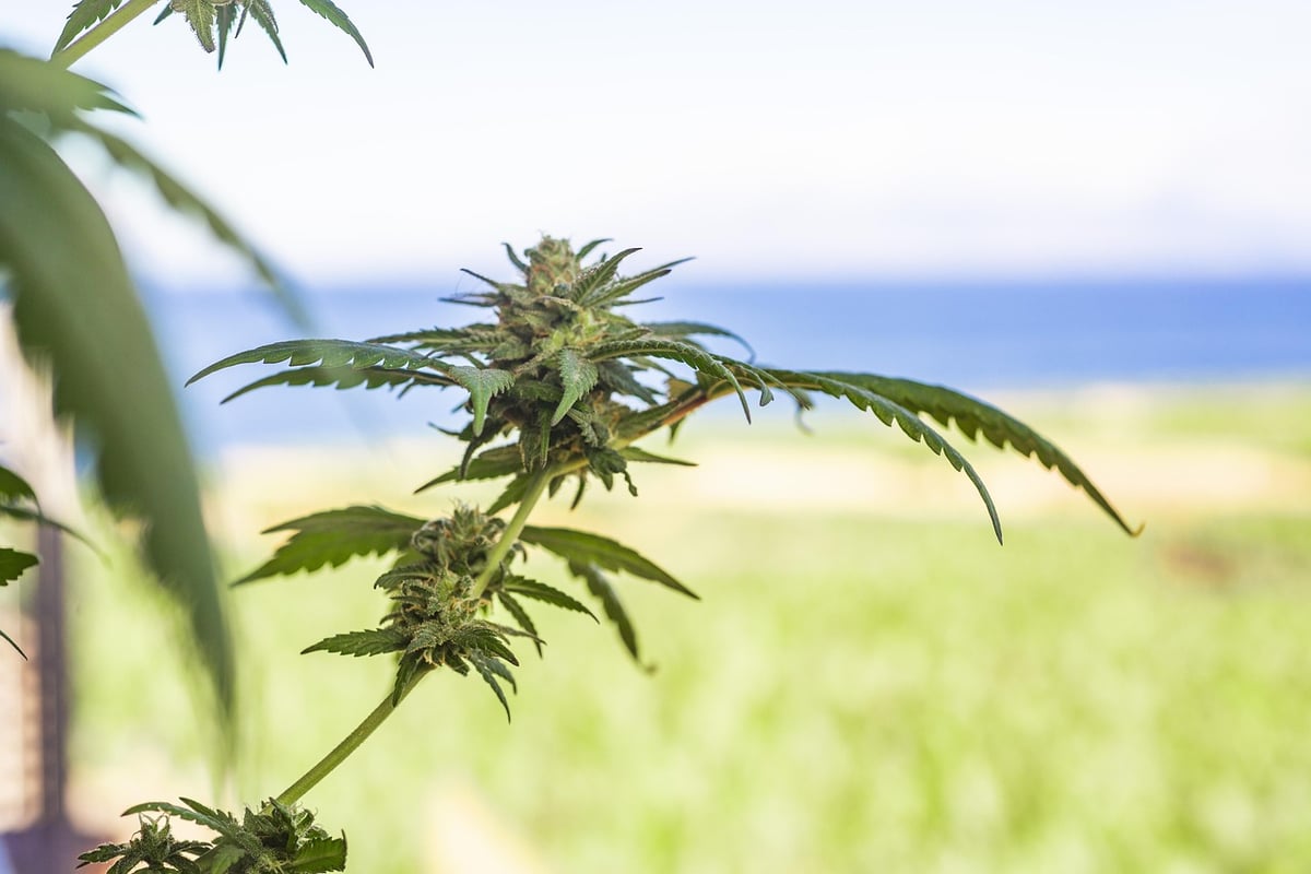Subtle Toxins: How Cannabis Turns into a Digestive Nightmare