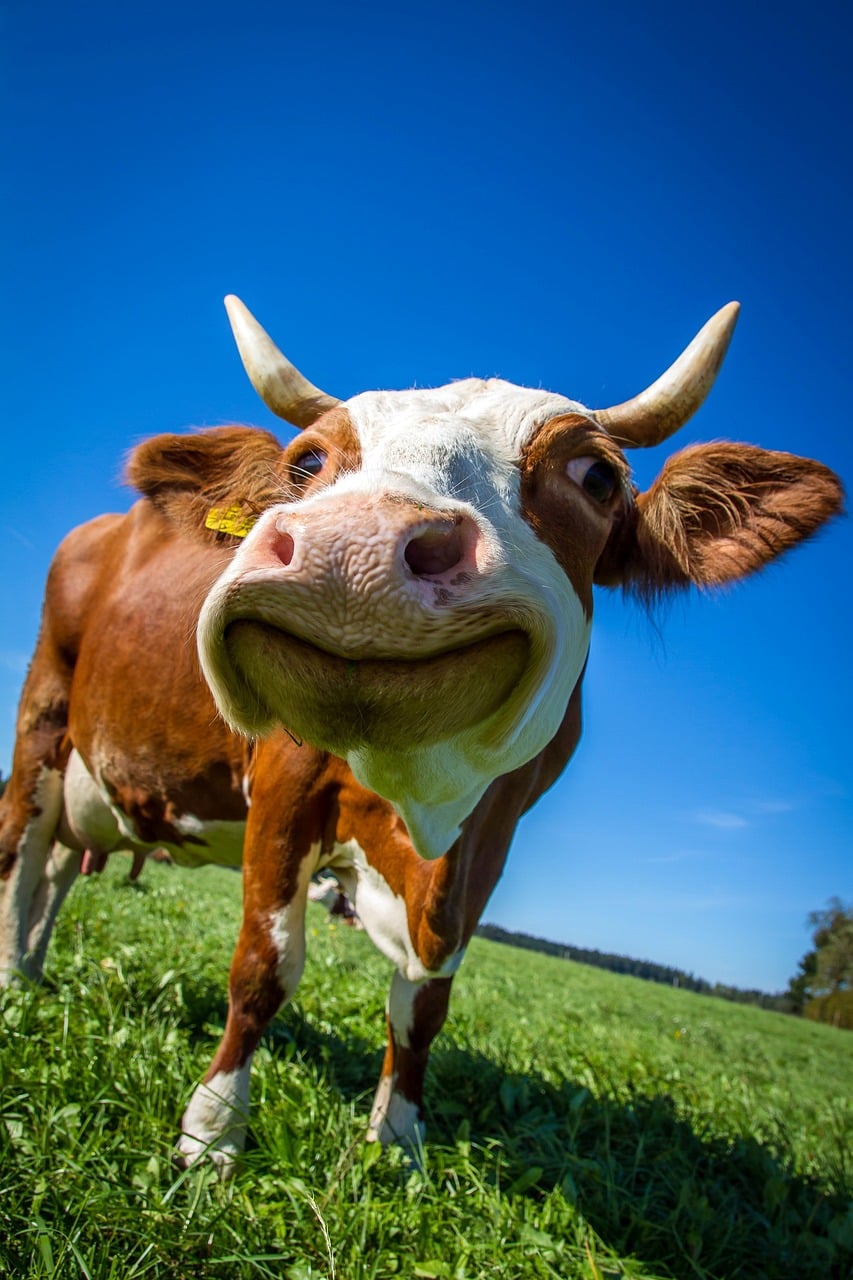 Des vaches malades... et la «agriculture» agit