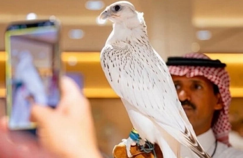 Record-Breaking Falcon Sells for 1.3 Million Riyals at Riyadh Auction