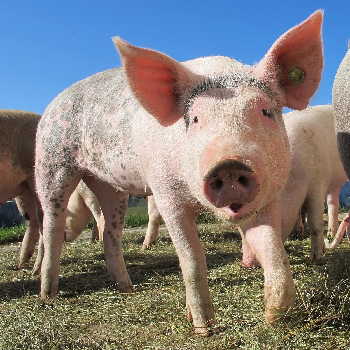 Un homme vit 271 jours avec une greffe rénale de porc avant une