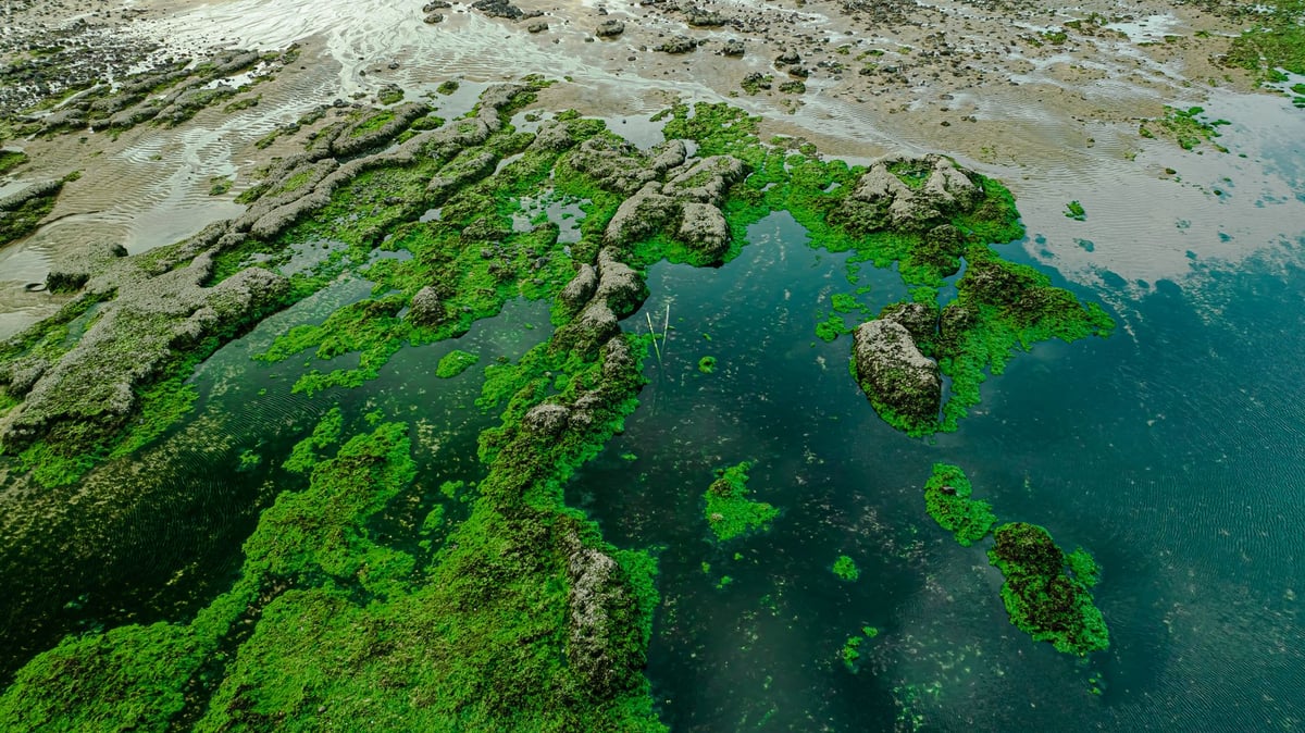 Aerial view of algae-covered rocks on the coast in Sanzhi, Taiwan at low tide.