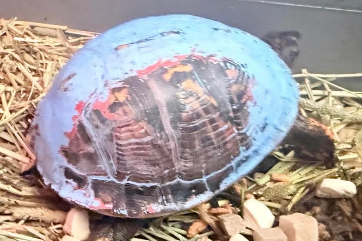 Kentucky turtle found with blue shell undergoes paint removal