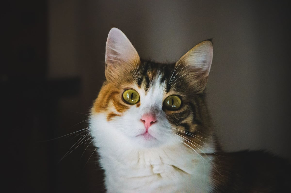 Charming portrait of a fluffy domestic cat with striking green eyes and a multicolored coat.