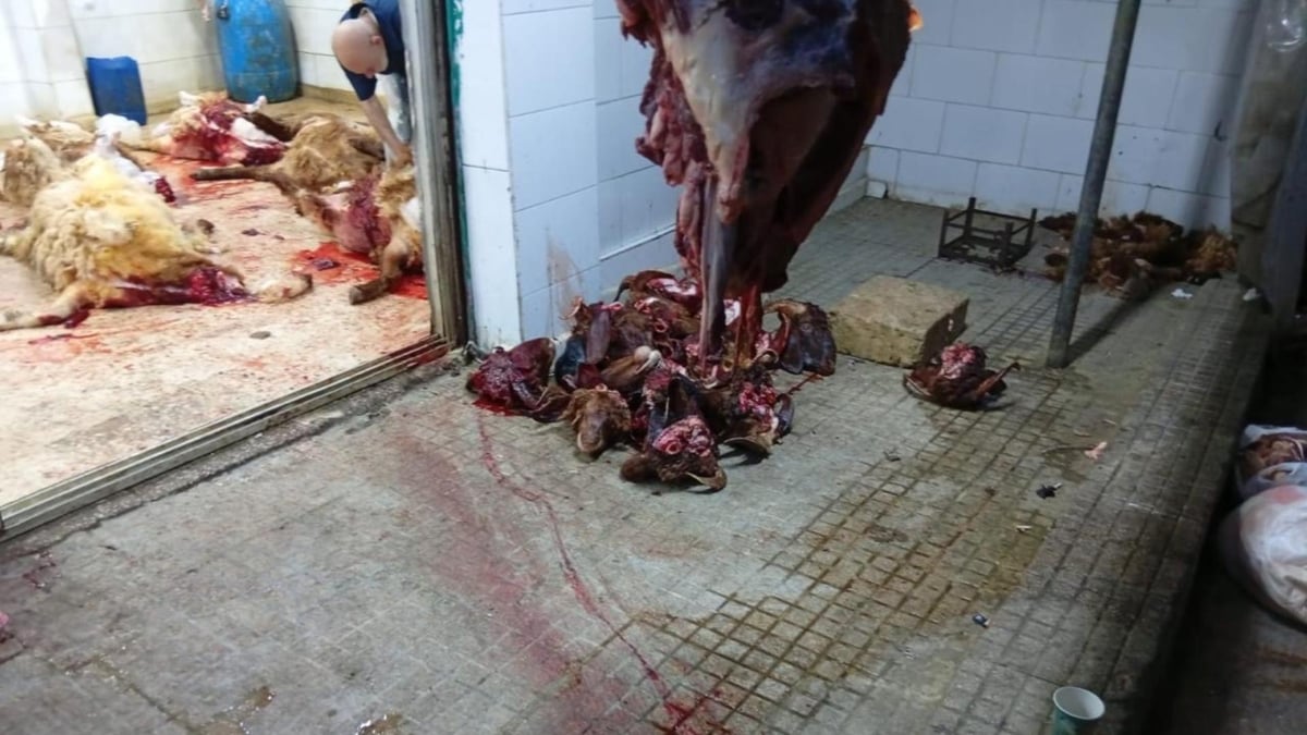 Terrifying Images: Slaughterhouse in Wadi al-Musaytba Closed by Order of Beirut Governor