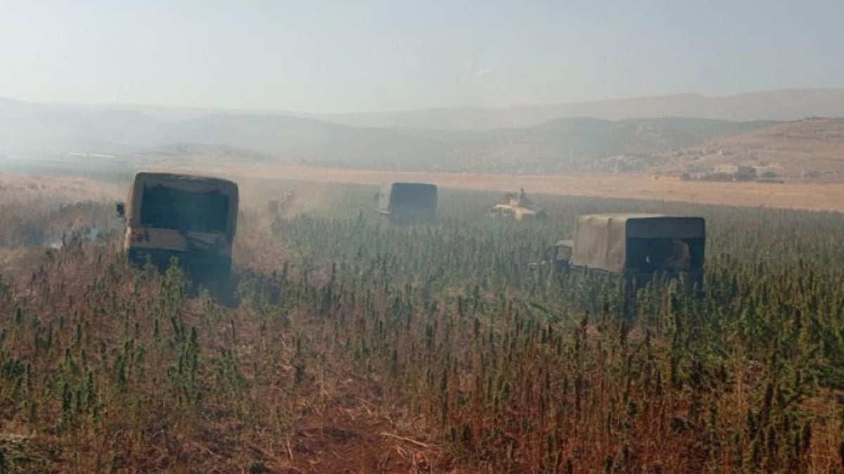 L'armée libanaise détruit 60 dunams de cannabis et arrête 17 Syriens à Baalbek