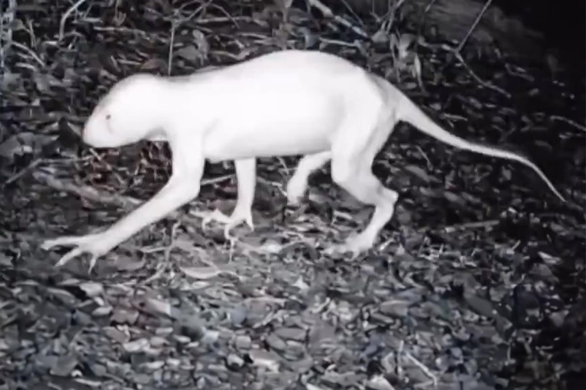 Cameras catch unknown 1.8-meter hairless animal