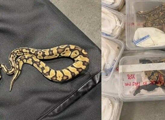 ضبط أفاعٍ نادرة بحوزة مسافر في مطار مسقط