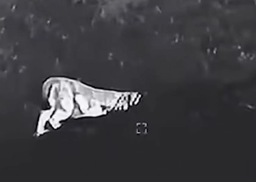 Thermal drones deployed in Bavaria as police hunt unidentified large cat