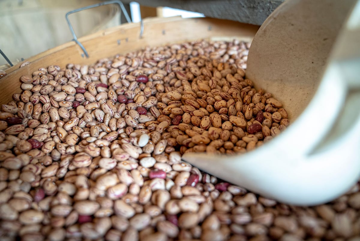 Close-up of farm fresh pinto and red beans in a wooden bucket with scooper, showcasing texture and color.