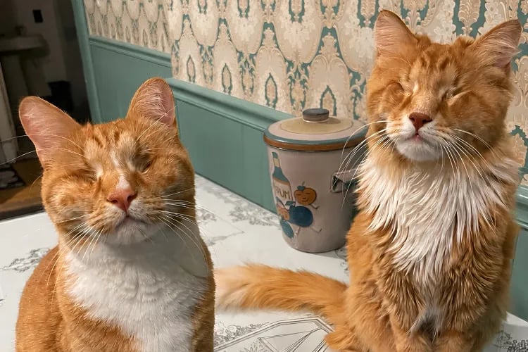 First Feline Marfan Syndrome Cases Identified in Cat Siblings