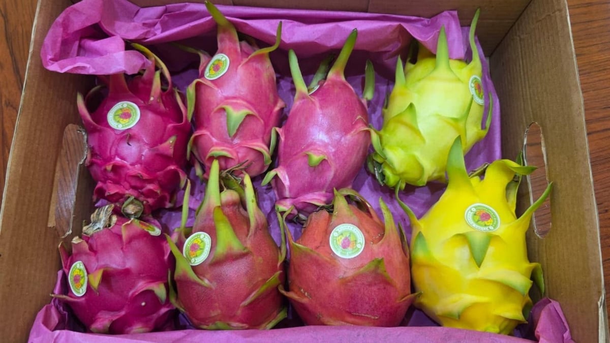 Comité para el desarrollo del sector de la pitaya (Dragon Fruit)