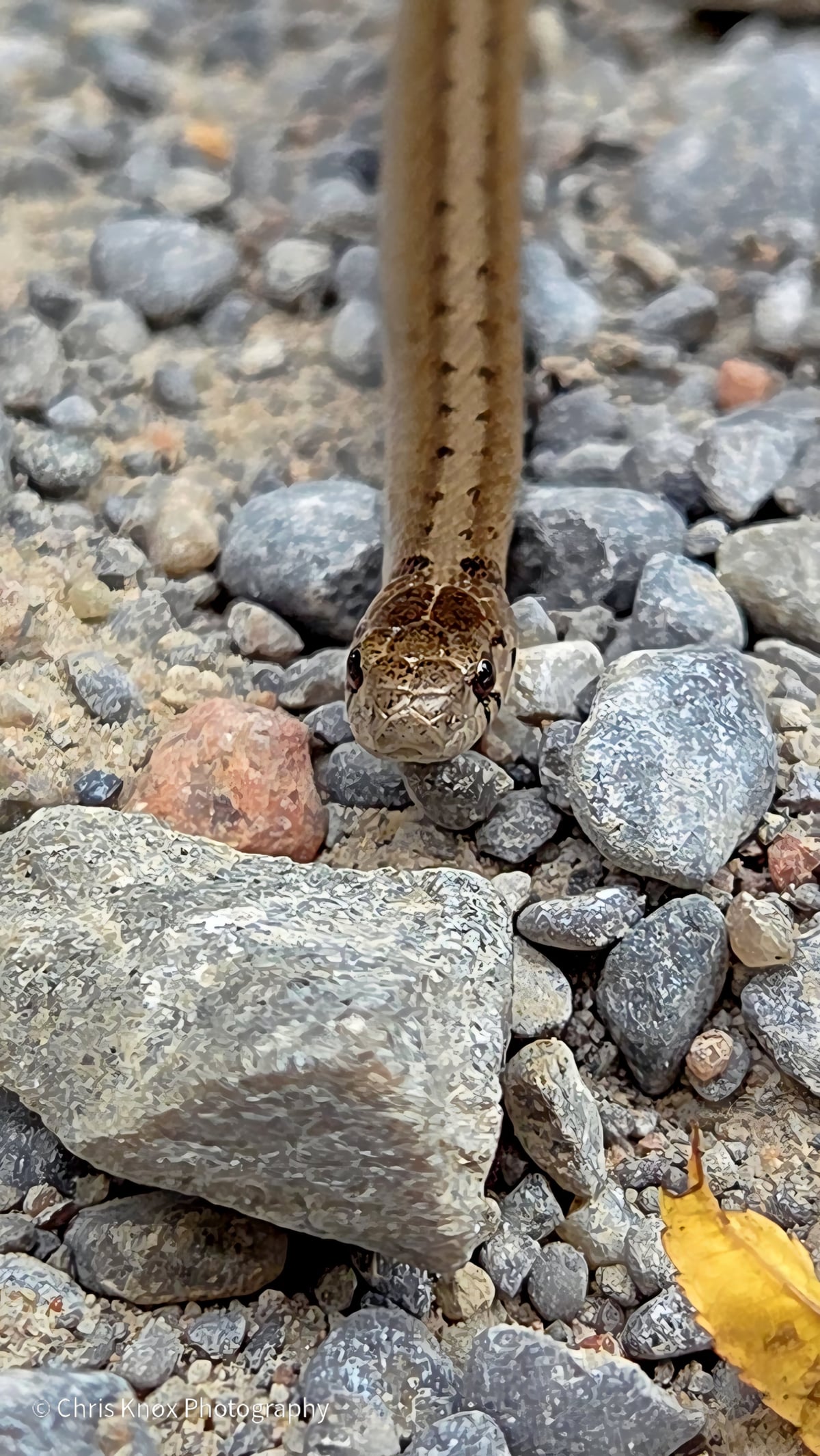Des milliers de serpents envahissent une ville canadienne