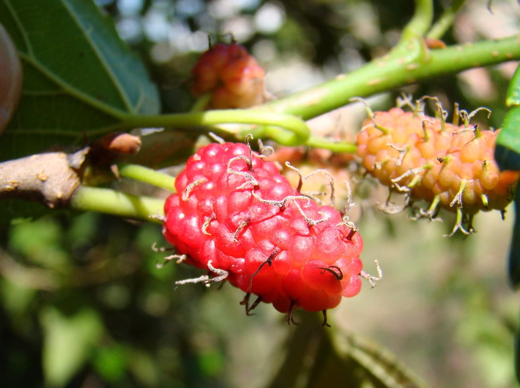 Amora / Rapsberry / red mulberry (Morus rubra..?) North America native