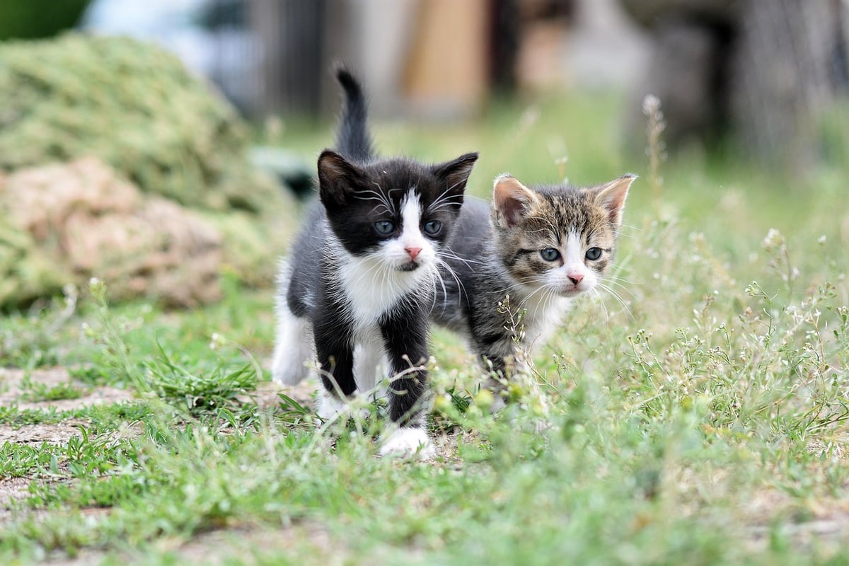 cats, kittens, pet, young cat, animals, domestic cat, feline, mammal, little cats, grass, nature, cute, cats, pet, pet, pet, pet, pet, cute, cute