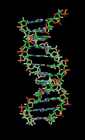 DNA Typewriter reveals timing of cell fate commitment in embryos
