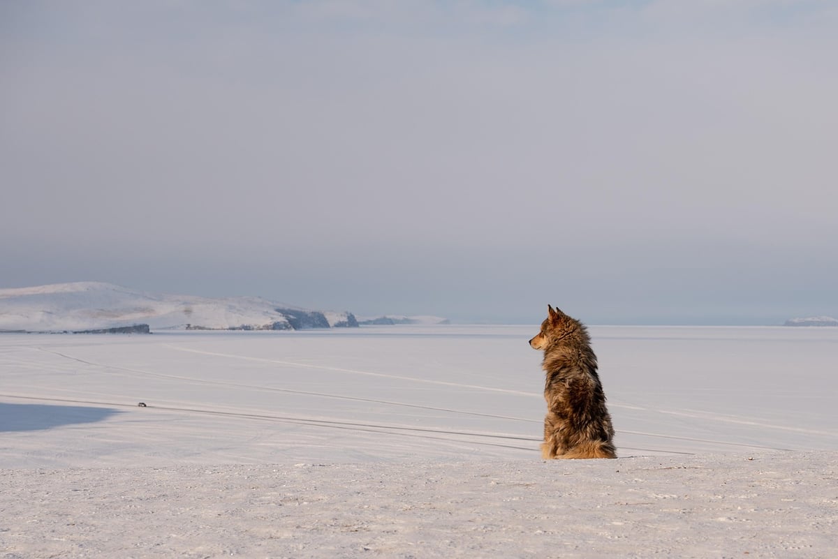 dog, husky, siberian husky, sled dog, canine, siberia, nature, baikal lake, winter, pet, animal, snow