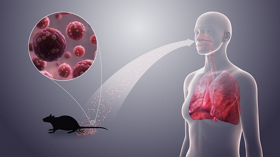 Hantavirus Could Sweep the World