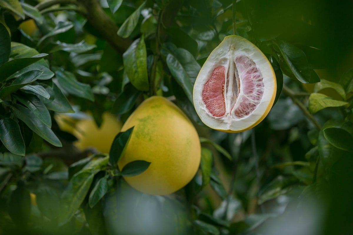honey pomelo, grapefruit, fujian, grapefruit, grapefruit, grapefruit, grapefruit, grapefruit