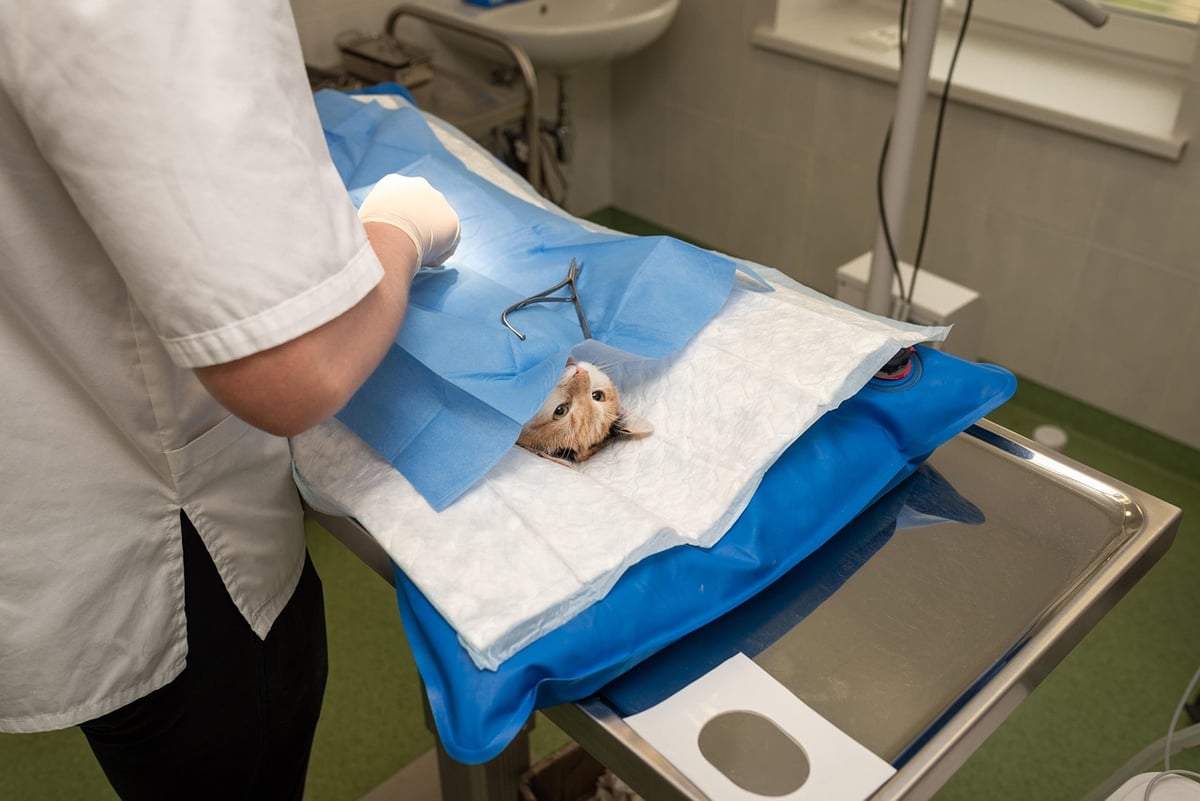 health, hospital, medicine, nurse, occupation, operation, pet, procedure, profession, sick, specialist, sterile, sterilization, surgeon, surgery, surgical, treatment, vet, veterinarian, veterinary, anesthesia, care, cute, brown health, brown hospital, brown medicine, brown care, vet, vet, vet, vet, vet, veterinarian, veterinarian, veterinarian, veterinarian, veterinary