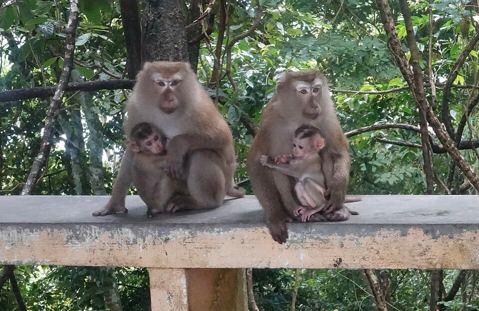 Les macaques changent d'alimentation après une épidémie