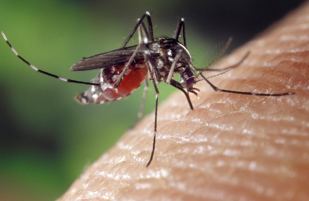 Entomologist Feeds Mosquitoes with Own Blood for Research