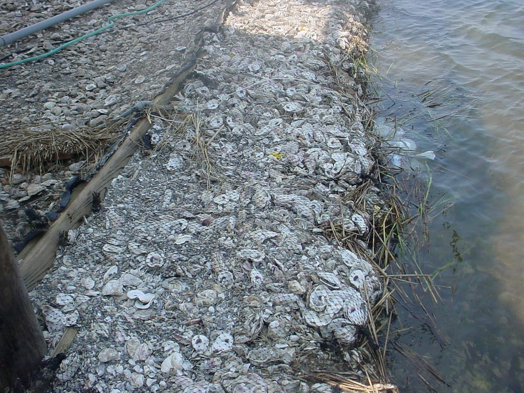 oyster reef breakwaters