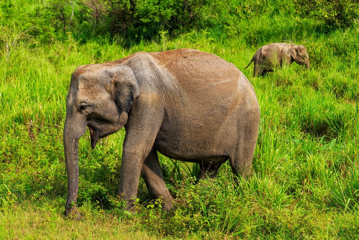 A captivating scene of Asian elephants grazing in vibrant green grass in their natural habitat.
