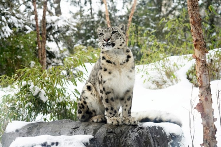 الاحترار المناخي يهدد الحيوانات البرية المستوطنة