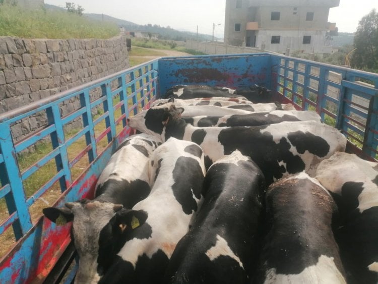 رئيس بلدية مشحا: حصلنا على 14 عجلا مدعوما لمصلحة البلدة والجوار